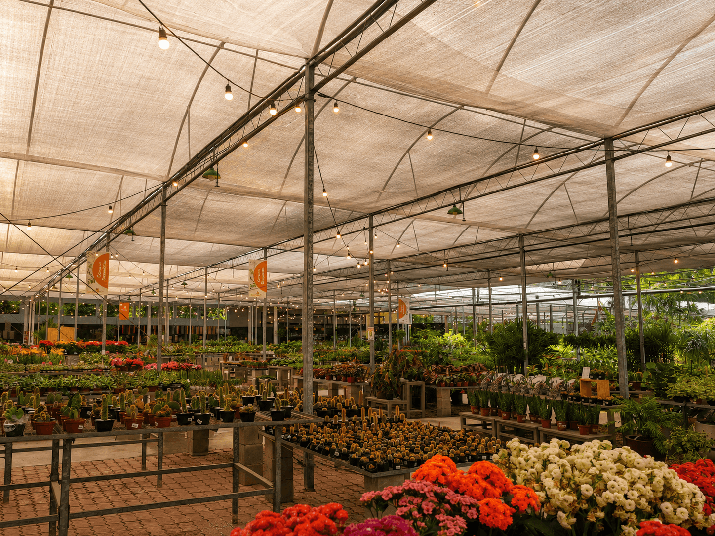 Salão coberto do Horto das Acácias com bancadas de cactos, suculentas e flores sob luz natural