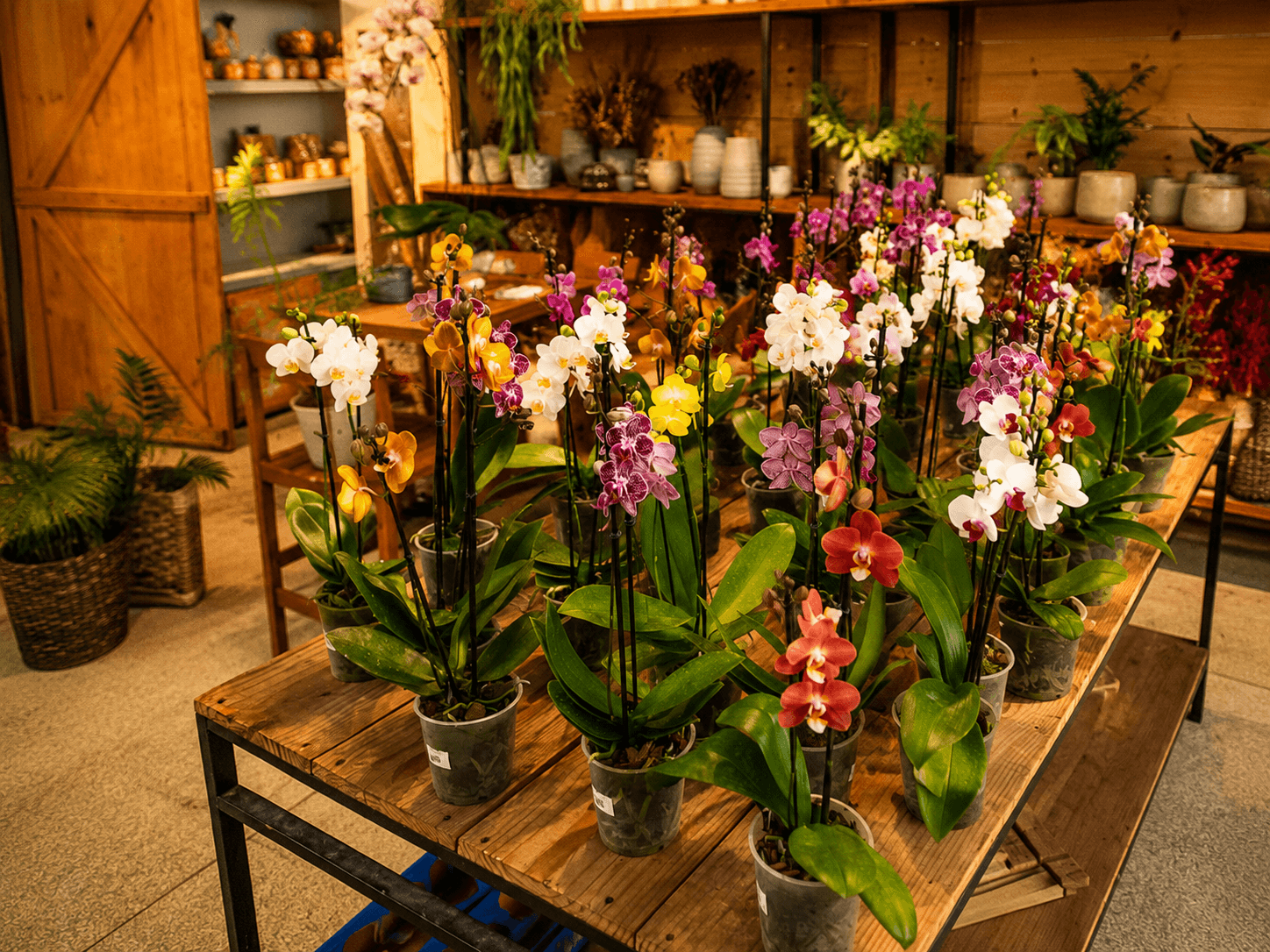 Mesa de orquídeas coloridas em vasos no Horto das Acácias, com prateleiras de cachepôs ao fundo